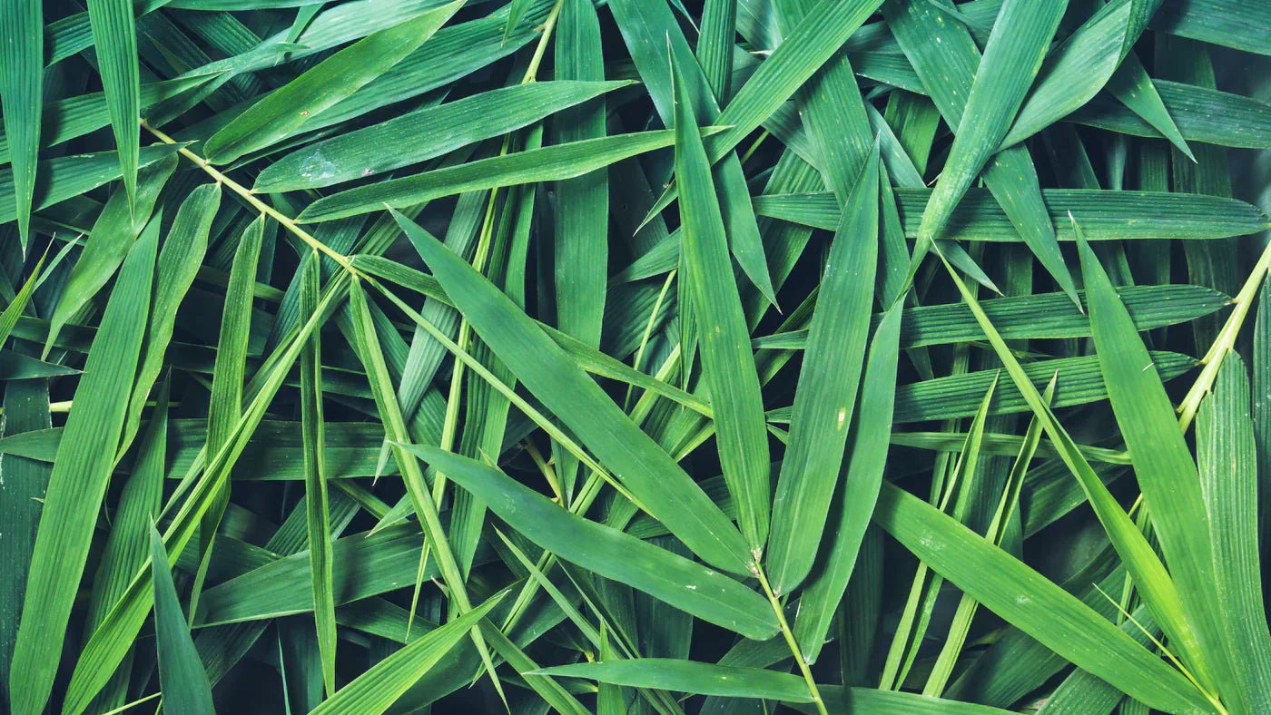 竹素材が人と環境にやさしいワケ