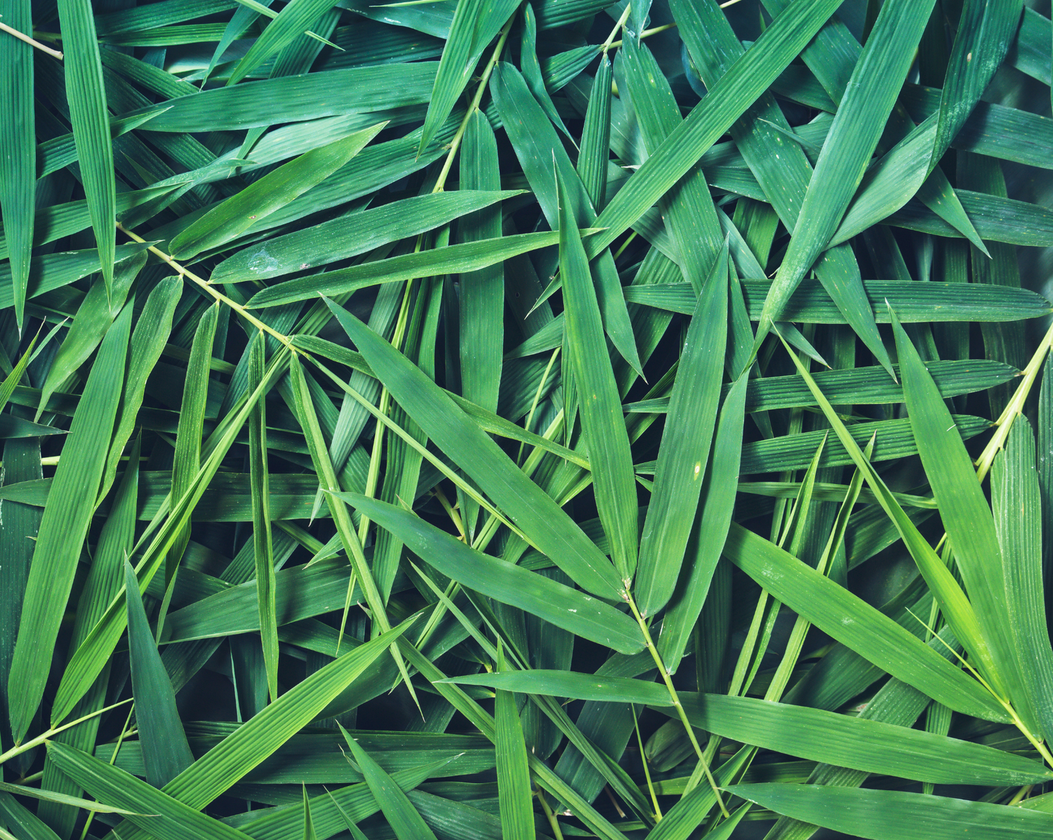 竹素材が人と環境にやさしいワケ